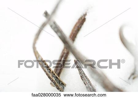 Vanilla pods in sugar, extreme close-up View Large Photo Image Stock Photography - Vanilla pods in sugar, extreme close-up. Fotosearch
