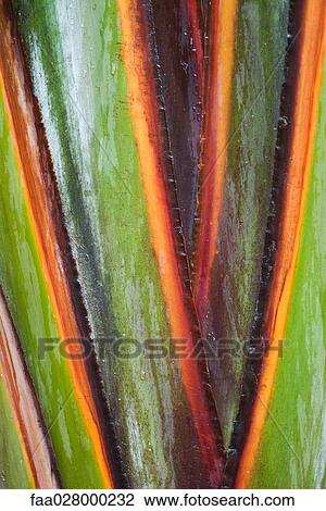 Variegated leaf, extreme close-up View Large Photo Image Stock Image - Variegated leaf, extreme close-up. Fotosearch