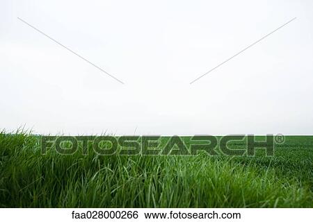 Verdant field and horizon View Large Photo Image Stock Photograph - Verdant field and horizon. Fotosearch