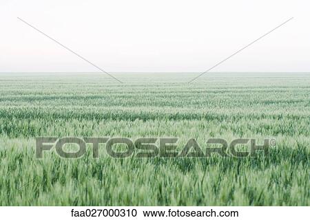 Stock Image - Wheatfield, horizon in background. Fotosearch