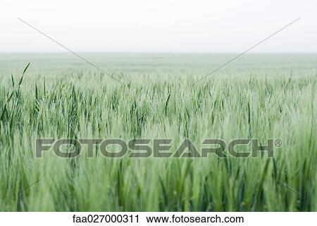 Wheatfield, horizon in background View Large Photo Image Stock Image - Wheatfield, horizon in background. Fotosearch