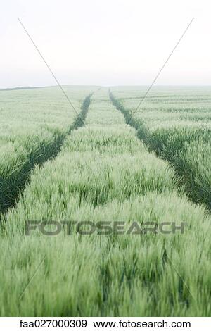 Wheatfield View Large Photo Image Stock Photo - Wheatfield. Fotosearch