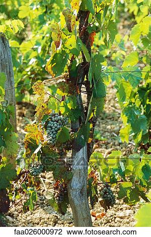 Stock Image - White grapes growing on vine, close-up. Fotosearch