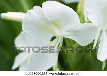 White orchid flower growing, close-up View Large Photo Image Picture - White orchid flower growing, close-up. Fotosearch