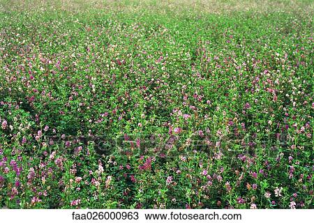 Wildflowers growing in field View Large Photo Image Stock Image - Wildflowers growing in field. Fotosearch