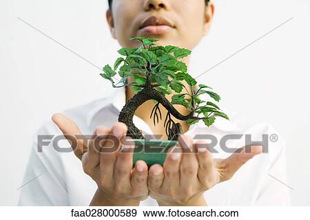 Stock Photo - Woman holding bonsai tree out in hands. Fotosearch