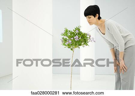 Woman standing indoors, bending over to smell flowering tree, side view View Large Photo Image Stock Image - Woman standing indoors, bending over to smell flowering tree, side view. Fotosearch