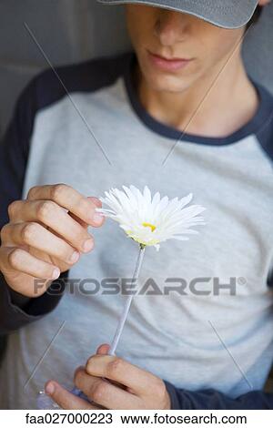 Young man plucking petals from flower, cropped view View Large Photo Image Stock Image - Young man plucking petals from flower, cropped view. Fotosearch