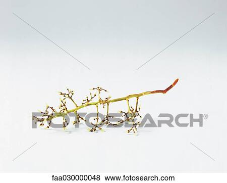 Bare grape stem View Large Photo Image Stock Photo - Bare grape stem. Fotosearch