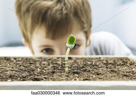 Boy looking at seedling, cropped view View Large Photo Image Stock Photograph - Boy looking at seedling, cropped view. Fotosearch