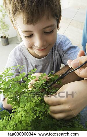 Picture - Boy pruning plant with man, cropped view. Fotosearch