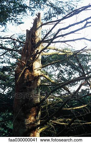 Broken tree trunk View Large Photo Image Stock Image - Broken tree trunk. Fotosearch