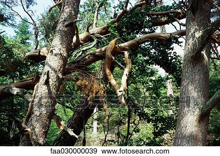 Fallen trees and broken branches in woods after storm View Large Photo Image Stock Photo - Fallen trees and broken branches in woods after storm. Fotosearch
