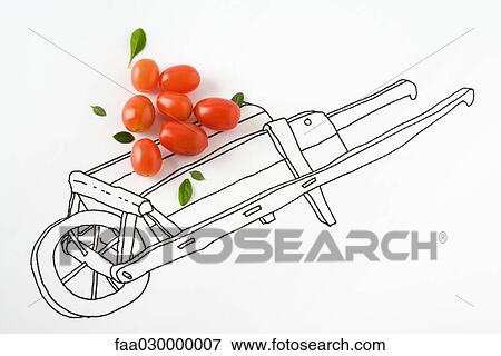 Stock Photo - Real cherry tomatoes on drawing of wheelbarrow. Fotosearch