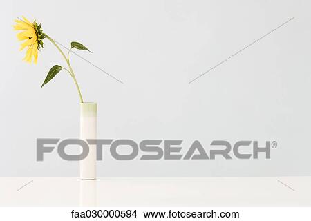 Sunflower in vase, facing away View Large Photo Image Picture - Sunflower in vase, facing away. Fotosearch