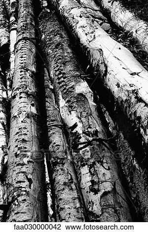 Timber, black and white View Large Photo Image Stock Image - Timber, black and white. Fotosearch