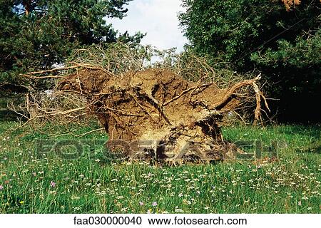 Stock Image - Uprooted tree . Fotosearch