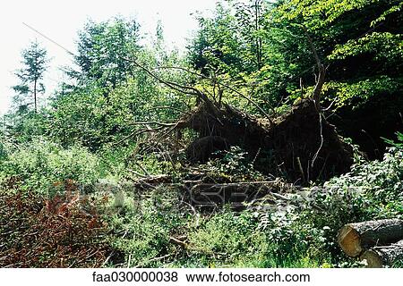 Uprooted tree View Large Photo Image Stock Photo - Uprooted tree. Fotosearch