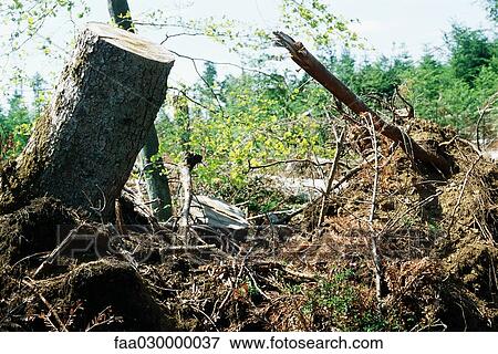 Stock Photo - Uprooted tree trunks and roots. Fotosearch