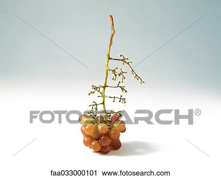 Stock Image - Bunch of red grapes, partially eaten. Fotosearch