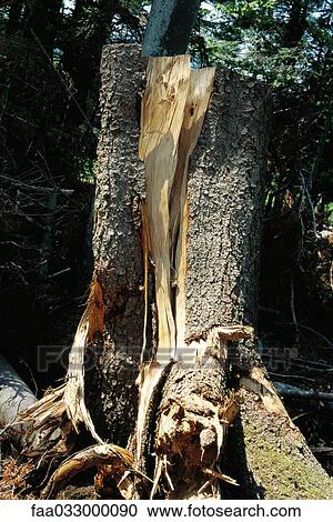Stock Image - Cut tree trunk, close-up. Fotosearch