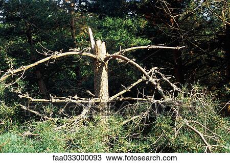 Stock Image - Damaged pine tree. Fotosearch