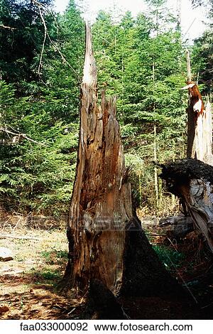 Stock Image - Damaged tree stump. Fotosearch