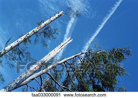 Stock Image - Damaged trees and blue sky, low angle view. Fotosearch