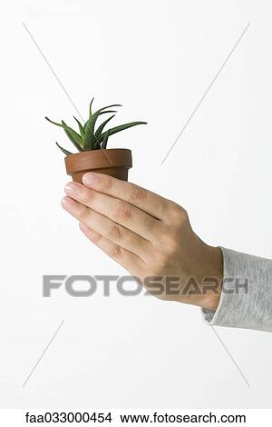 Picture - Hand holding potted aloe plant. Fotosearch