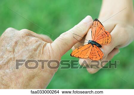 Picture - Hands of child and elderly person with butterfly, close-up. Fotosearch