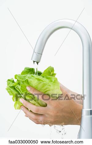 Woman rinsing lettuce under faucet, cropped view of hands View Large Photo Image Stock Image - Woman rinsing lettuce under faucet, cropped view of hands. Fotosearch