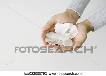 Cupped hands holding flower petals, cropped view View Large Photo Image Stock Image - Cupped hands holding flower petals, cropped view. Fotosearch