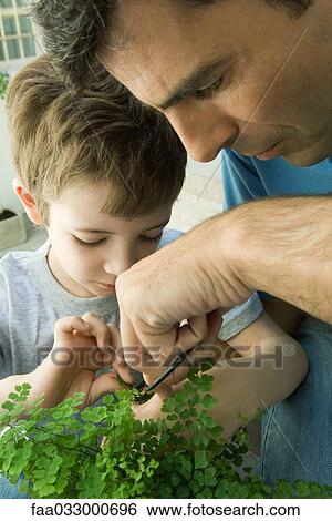 Stock Photograph - Father and son pruning plant together, close-up. Fotosearch