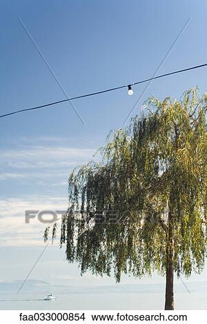 Power line strung above weeping willow, single light bulb View Large Photo Image Picture - Power line strung above weeping willow, single light bulb. Fotosearch