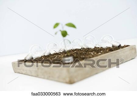 Seedling and light bulbs growing in try of soil View Large Photo Image Stock Image - Seedling and light bulbs growing in try of soil. Fotosearch