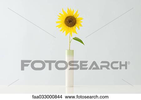 Picture - Sunflower in vase. Fotosearch