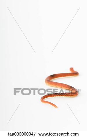 Stock Photo - Toy snake, rear view. Fotosearch