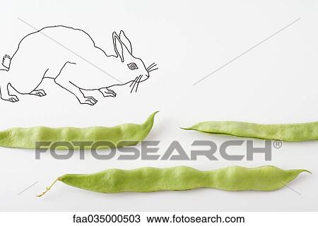 Drawing of rabbit walking across fresh pea pods View Large Photo Image Stock Image - Drawing of rabbit walking across fresh pea pods. Fotosearch