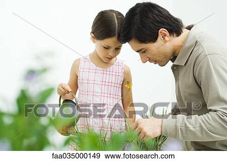 Father and daughter looking down at flower, girl holding watering can View Large Photo Image Stock Photo - Father and daughter looking down at flower, girl holding watering can. Fotosearch