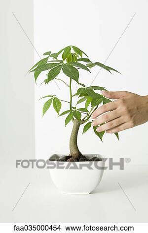 Picture - Hand touching potted silk floss tree. Fotosearch