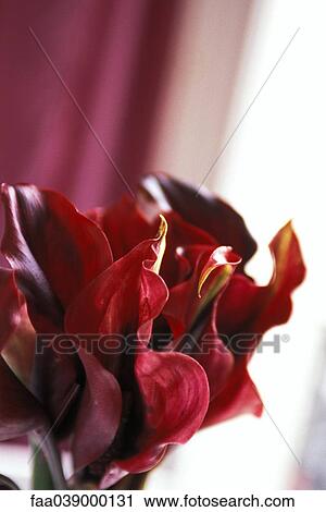 Calla Lily, close-up View Large Photo Image Stock Image - Calla Lily, close-up. Fotosearch