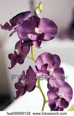 Stock Image - Purple orchid, close-up. Fotosearch
