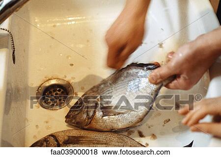 Scaling fish in sink View Large Photo Image Stock Photo - Scaling fish in sink. Fotosearch