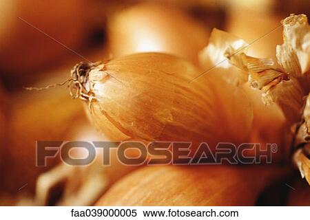 Shallots, extreme close-up View Large Photo Image Stock Photography - Shallots, extreme close-up. Fotosearch