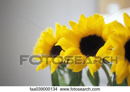 Sunflowers, close-up View Large Photo Image Picture - Sunflowers, close-up. Fotosearch