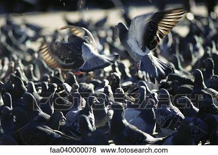 Flock of pigeons View Large Photo Image Stock Photo - Flock of pigeons. Fotosearch