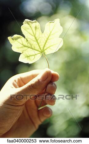 Hand holding leaf up in sunlight View Large Photo Image Stock Image - Hand holding leaf up in sunlight. Fotosearch