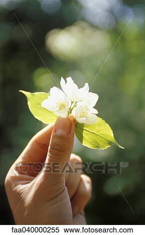 Hand holding up flower blossoms and leaves in sunlight View Large Photo Image Stock Photography - Hand holding up flower blossoms and leaves in sunlight. Fotosearch