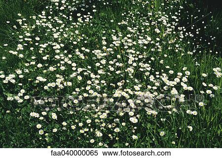 Wildflowers, daisy fleabane, growing in field View Large Photo Image Stock Photography - Wildflowers, daisy fleabane, growing in field. Fotosearch