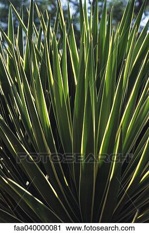 Yucca plant (Yucca filamentosa) View Large Photo Image Stock Image - Yucca plant (Yucca filamentosa). Fotosearch